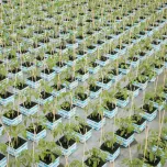 Production de plants maraîchers en conventionnel et en bio