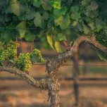 Upcycled Superfood Ingredient WellVine™ Pressed Chardonnay Grapes Offers Healthful, Flavorful Benefits and is Lower in Sugar