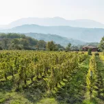 Fiano di Avellino Ex Cinere Resurgo
