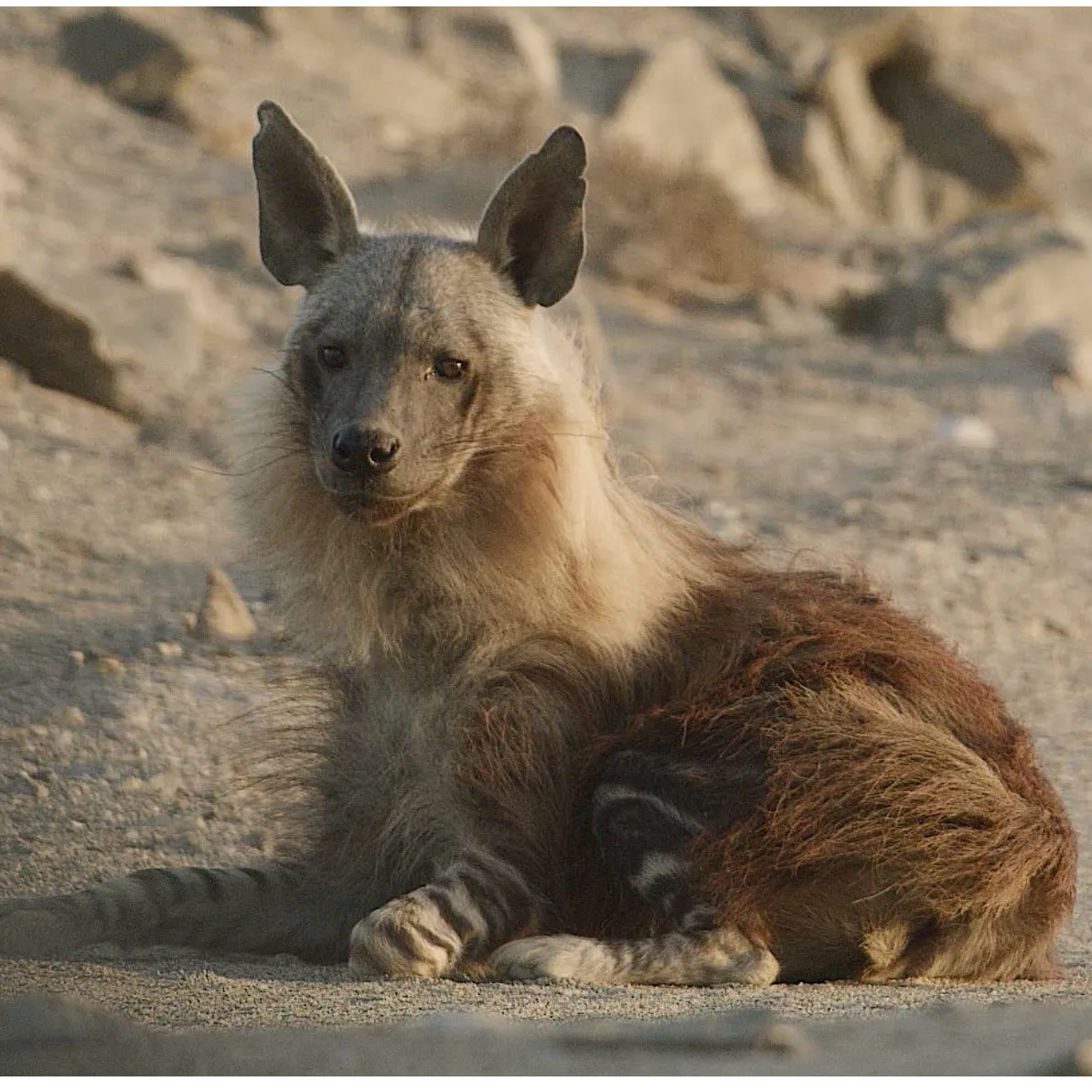 THE HYENAS OF THE MISTS 52' 4K - a One Planet and France Televisions co-production