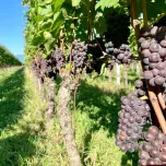 Pinot grigio "Oberfeld"