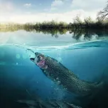 HDLSOP *HALAL CERTIFICATED*