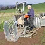 Combi Clamp and Sheep Handling Equipment