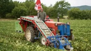 SIVAL Innovation 2024 : REAM-AGRI, la machine à ramasser les melons