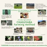 Organic Japanese green tea SENCHA and FUKAMUSHI-CHA