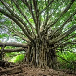 Of trees and forests (6x43') - In development