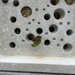 Bee Brick by Green&Blue