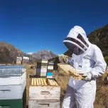 Taylor Pass Honey Monofloral Manuka UMF5+ / MGO83+