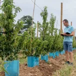 Evaluation de produits, outils et matériels pour les fruits et légumes