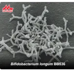 Morinaga Human-Residential Bifidobacteria (HRB) Probiotics