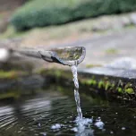 Organic HOJI-CHA (Roasted green tea) leaf