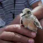 Saint Helena: bastion of biodiversity