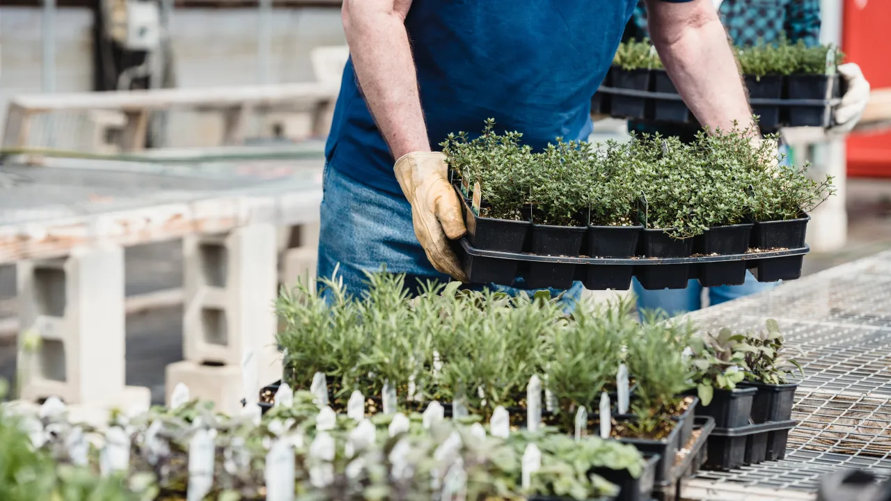 Eco-conception et recyclage des pots horticoles : attentes des consommateurs et réponses de la filière du végétal