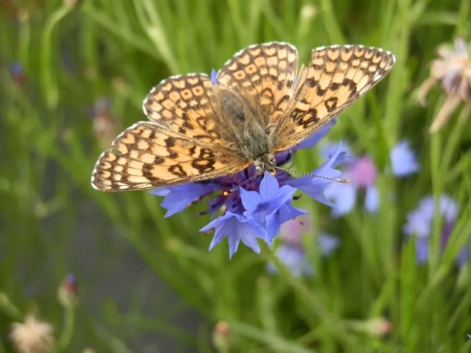 Végétal local, une marque collective au service de la biodiversité