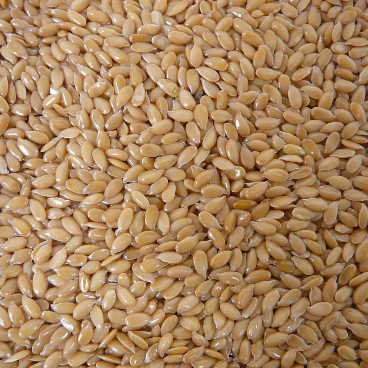 CDC Dorado Yellow Flax and more special crops