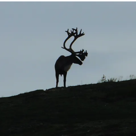 IN QUEST OF CARIBOUS - 52’ HD, 4K