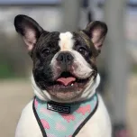 HOW CATS AND DOGS CONQUERED THE WORLD 2x52' 4K - a One Planet and Arte co-production