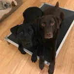 Kuranda Chew Proof Dog & Cat Beds