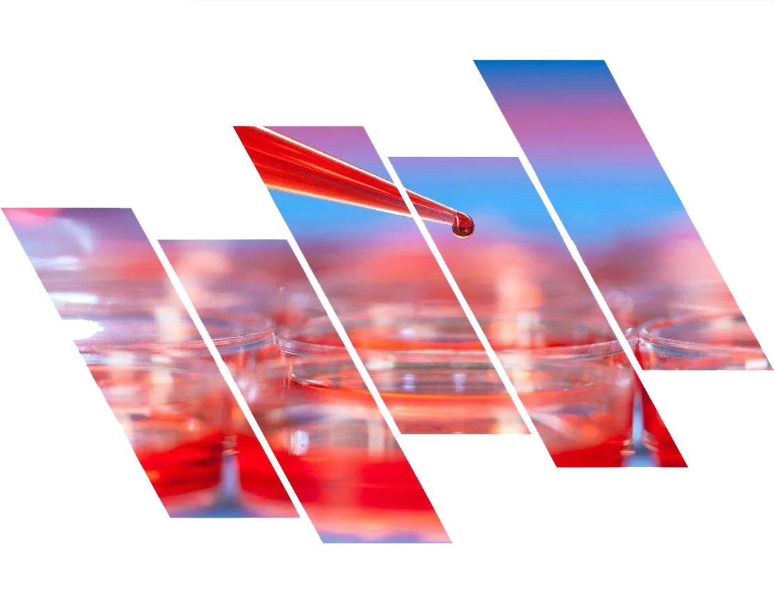 Cell Culture Ingredients