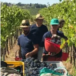 LillyBeth - Organic Red Wine