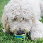 Frozen Yogurt Dog Treat with Bacon & Peanut Butter