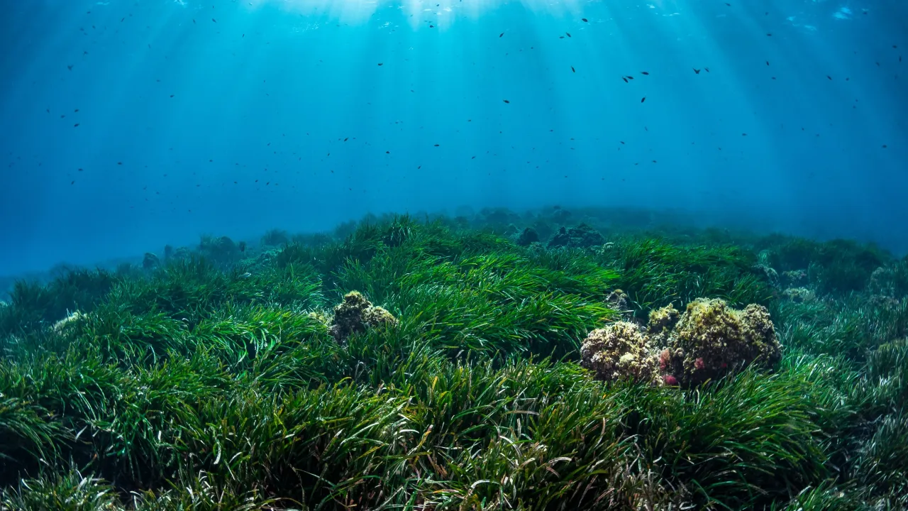 Presentation of the Posidonia Alliance