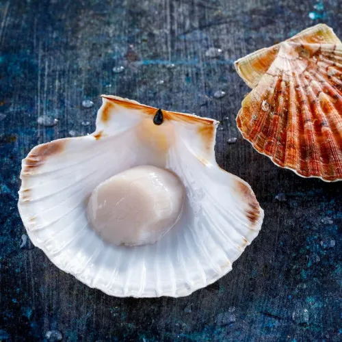 Frozen wild french scallops !