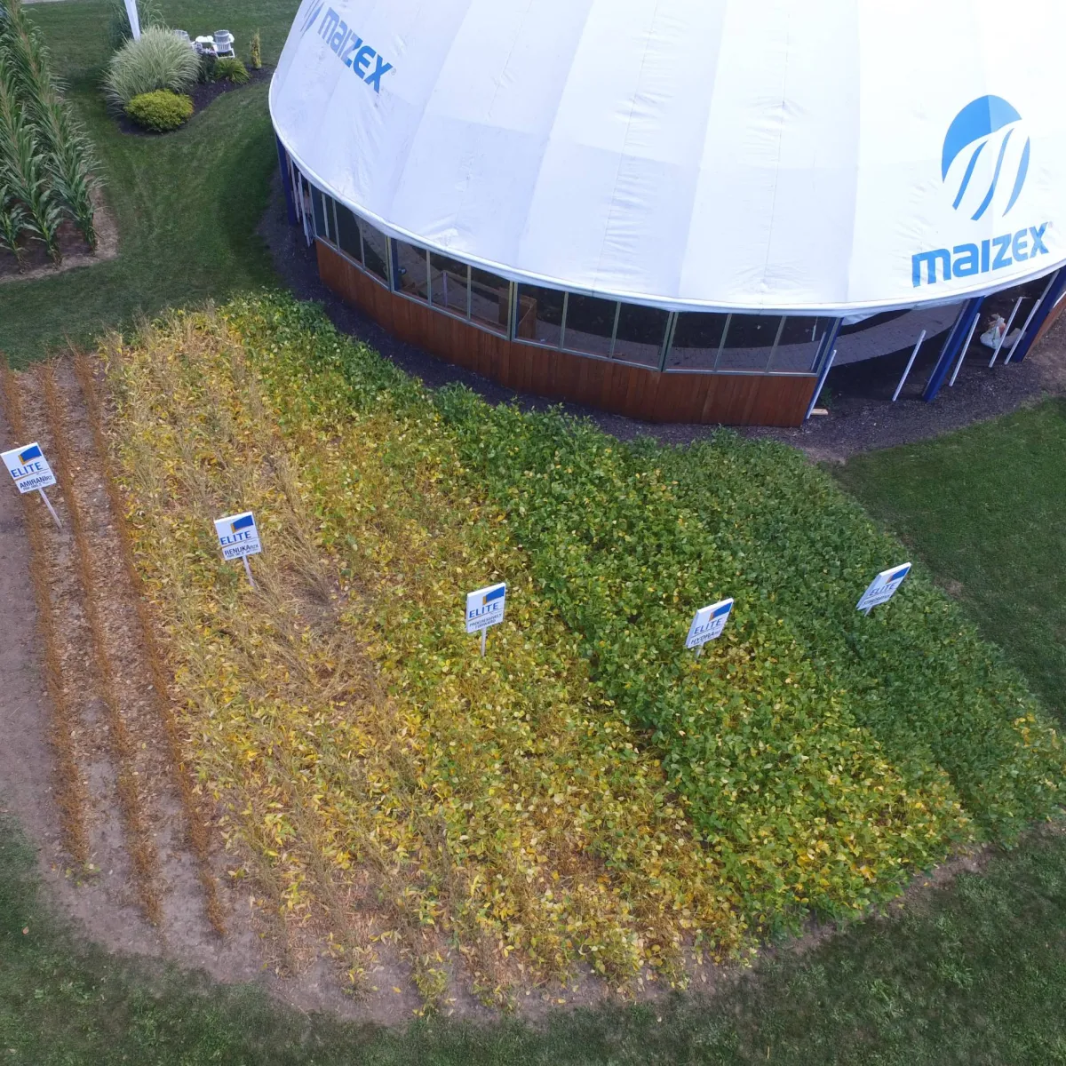 Elite Soybean Varieties