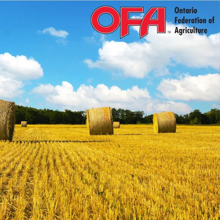 OFA Year in Review 2020