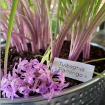 TULBAGHIA FLAMINGO®
