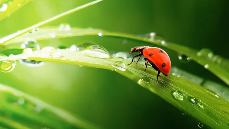 Consumers and environmental concerns: what impact on the market andfor horticultural products?