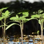 Production de plants maraîchers en conventionnel et en bio