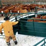 Build, Equip and Feed