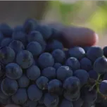 Vigna del Pruno - Riserva Sangiovese Superiore DOC Romagna