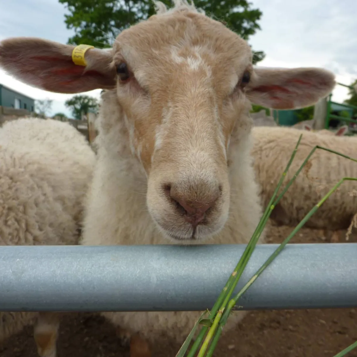 Body Condition Scoring Sheep Webinar