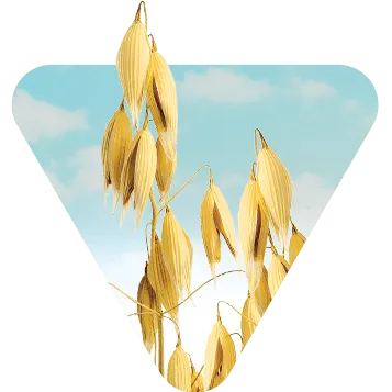 Oats & Barley