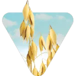 Oats & Barley