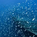 Saint Helena: bastion of biodiversity