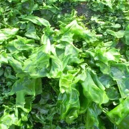 serenity™ - our organic certified sea lettuce marine extract naturally rich in magnesium