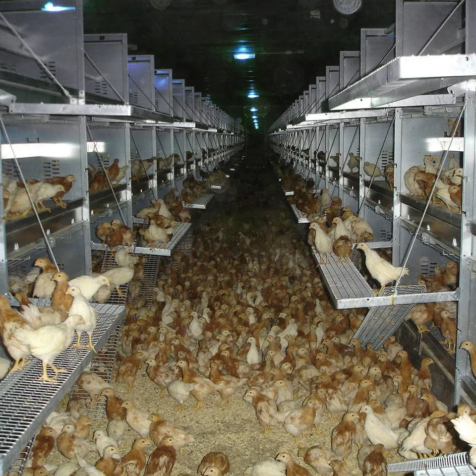 Salmet's Pedigrow Cage Free Chick School