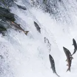 HDLSOP *HALAL CERTIFICATED*