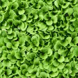 Production de plants maraîchers en conventionnel et en bio