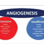 Angiogenesis in vitro to in vivo toolbox
