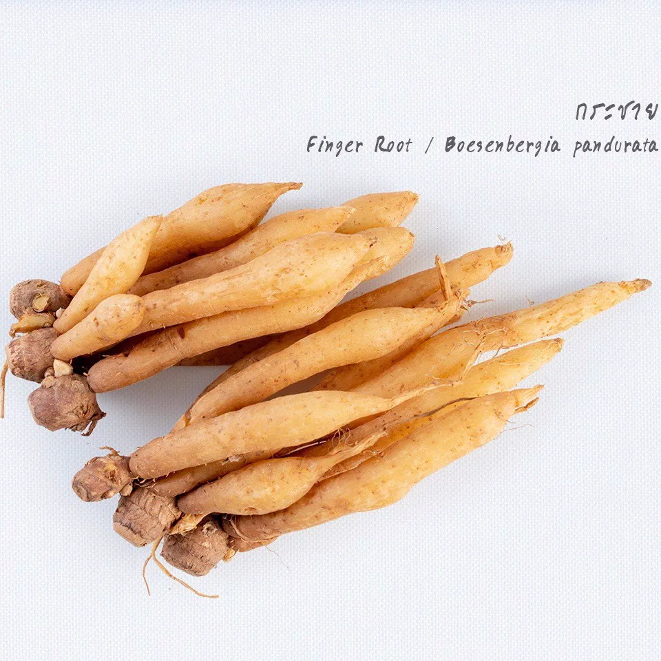 FINGER ROOT EXTRACT