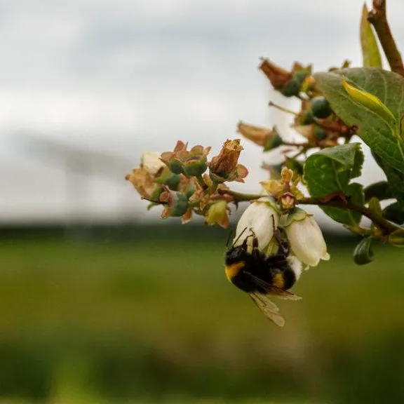 50 larks among abundance of birdlife spotted at Dutch solar farm
