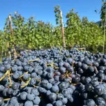 Cabernet Franc "Puit"