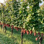 Gewürztraminer "Feld"