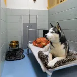 Kuranda Chew Proof Dog & Cat Beds