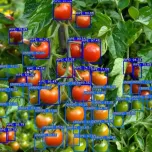 VGD GrowView