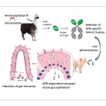 Aminopeptidase N targeting: entry portal to the gut tissues